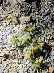 Euphorbia cryptorubra