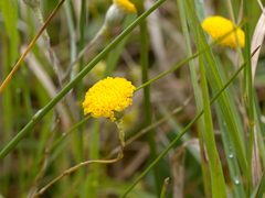 Leptorhynchos squamatus