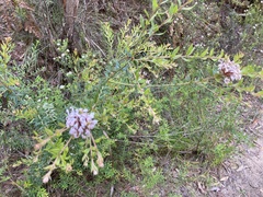 Grevillea phylicoides