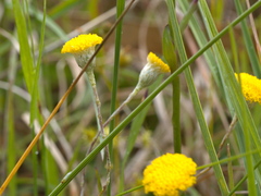 Leptorhynchos squamatus