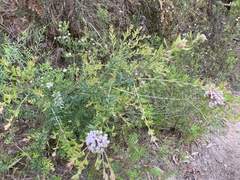 Grevillea phylicoides