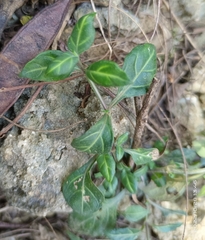 Lepidagathis inaequalis