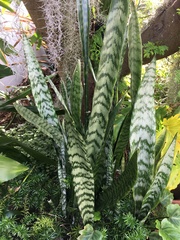 Sansevieria