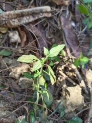 Lepidagathis inaequalis