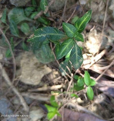 Lepidagathis inaequalis