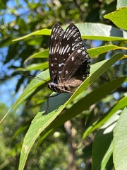 Dichorragia nesimachus