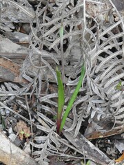 Thelymitra pauciflora