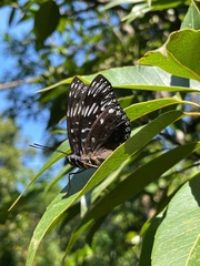 Dichorragia nesimachus