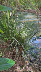 Lomandra hystrix