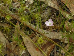 Drosera auriculata