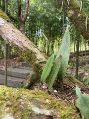 Pyrrosia lingua