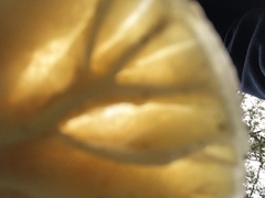Amanita farinacea