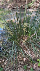 Lomandra hystrix