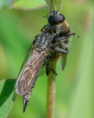 Cheilosia illustrata