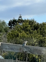 Todiramphus sanctus vagans