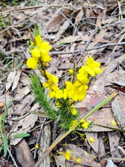 Hibbertia fasciculata