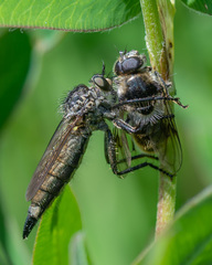Cheilosia illustrata