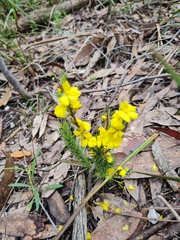 Hibbertia fasciculata