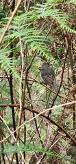 Pachycephala fuliginosa