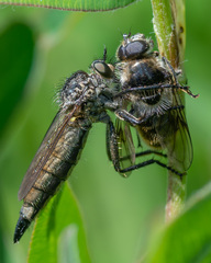 Cheilosia illustrata