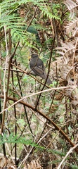 Pachycephala fuliginosa