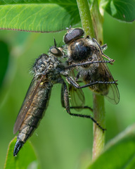 Cheilosia illustrata