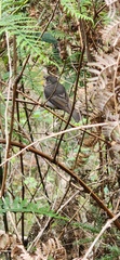 Pachycephala fuliginosa