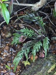 Blechnum patersonii