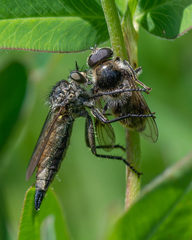 Cheilosia illustrata