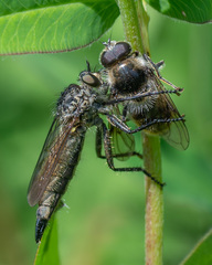 Cheilosia illustrata