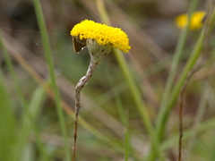 Leptorhynchos squamatus