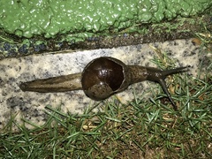 Megaustenia imperator