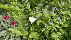 Zantedeschia