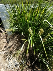 Lomandra hystrix