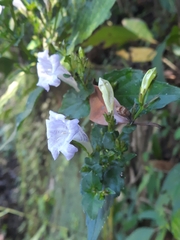 Strobilanthes