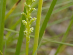 Microtis unifolia