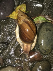 Lissachatina immaculata