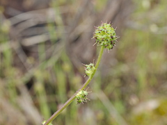 Acaena echinata