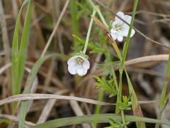 Geranium retrorsum