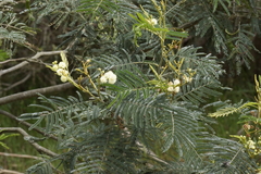 Acacia mearnsii