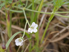 Geranium retrorsum