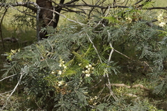 Acacia mearnsii