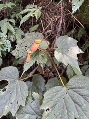 Begonia palmata