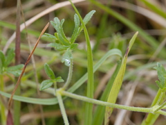 Geranium retrorsum
