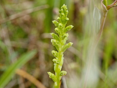 Microtis unifolia