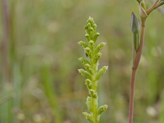 Microtis unifolia