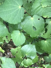 Piper excelsum excelsum