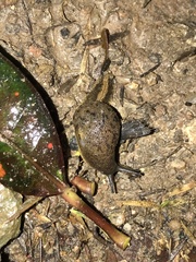 Megaustenia imperator