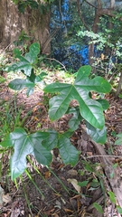 Brachychiton acerifolius