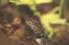 Psammophilus dorsalis